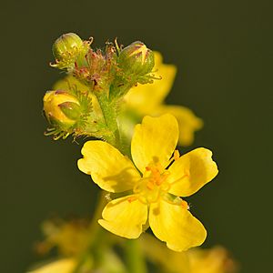 Archivo:Agrimonia eupatoria - Keila