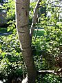 Alnus incana