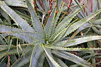 Archivo:Aloe arborescens bush