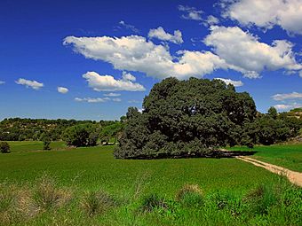 Alzina monumental de casserres