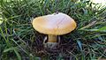 Amanita caesarea3