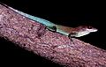 Anolis lividus on branch 2