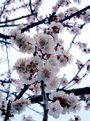 Archivo:Apricot blossom detail2