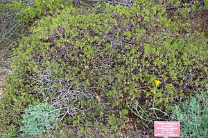 Archivo:Arctostaphylos densiflora - Regional Parks Botanic Garden, Berkeley, CA - DSC04357