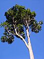 Atalaya multiflora blue sky