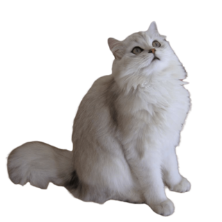 BLH cat transparent.png