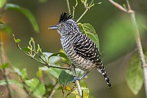 Barred Antshrike - Panama H8O3027 (16615813747).jpg