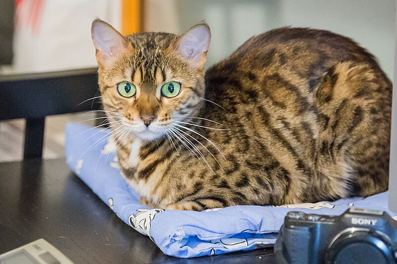 Bengal - 20150316 19h59 (10018)