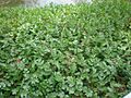 Berula erecta 1c