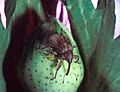 Boll weevil