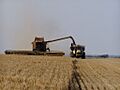 CAT combine harvester 2