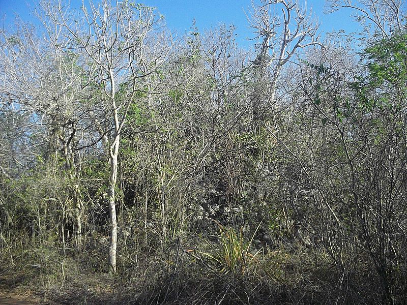 Archivo Calotmul (Yaxkukul), Yucatán (02)