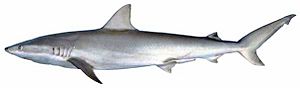 Archivo:Carcharhinus acronotus
