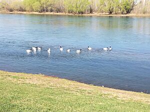 Archivo:Cisne Neuquinos