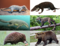 Clade Mammaliaformes