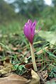 Colchicum autumnale (Marek Szczepanek)