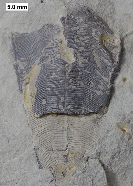 Conularia milwaukeensis