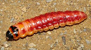 Archivo:CossusCossusLarva