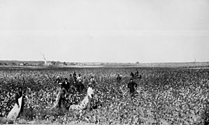 Archivo:Cotton field