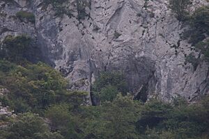Archivo:Covalanas I