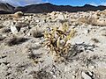Cylindropuntia wolfii 13