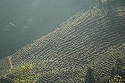 Archivo:Darjeeling Tea Plantation, India
