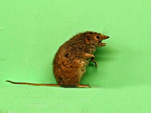 Archivo:Dasyuridae - Antechinus minimus