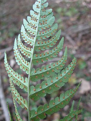 Archivo:Dryopteris marginalis sori