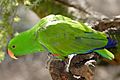 Eclectus Parrot02 - melbourne zoo