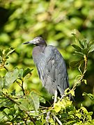 Egretta caerulea 3