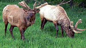 Archivo:Elk Stags