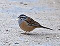Emberiza cia Martien Brand