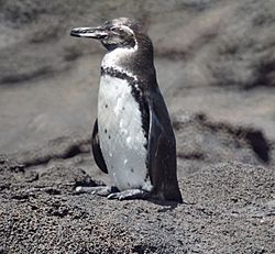 Galapagos Penguin (46860487615).jpg