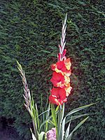 Archivo:Gladiolus'RedCascade'02