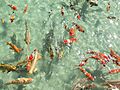 Goldifishgroupkoi