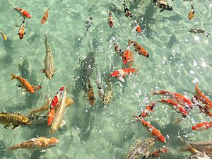 Archivo:Goldifishgroupkoi