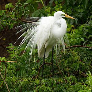 Archivo:Great Egret during mating season at Smith Oaks Sanctuary, High Island