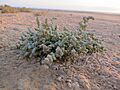 Halopeplis Amplexicaulis