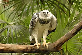 Harpia harpyja -Belize Zoo-8