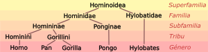 Hominoid taxonomy 5 es.svg