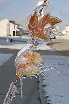 Archivo:Ice storm leaves