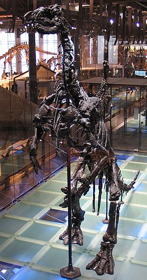 Archivo:Iguanodon 28-12-2007 14-18-33