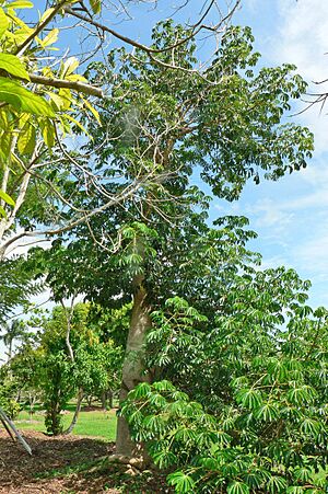 Archivo:Jacaratia spinosa