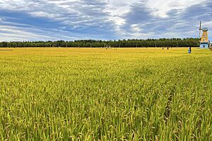 Archivo:Jingxi Rice Protective Cultivation Area (20221003160656)