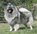 Archivo:Keeshond Majic standing cropped