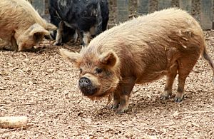 Archivo:Kunekune Pig at Hamilton Zoo