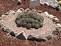 LG Tula Hidalgo MX cacti 08