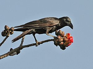 Archivo:Large-billed Crow (Corvus macrorhynchos) feeding on Semal (Bombax ceiba) at Bharatpur I IMG 5780