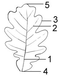 Archivo:Leaf Morphology