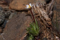 Leptosiphon bicolor 4559.JPG